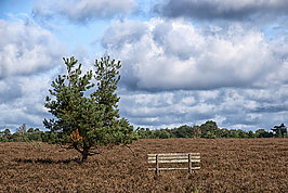 Bernhard Saalfeld - Lueneburger Heide 2026 (5v9)